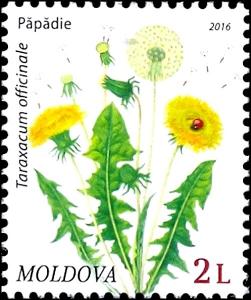 Colnect-3267-942-Dandelion-Taraxacum-officinale.jpg