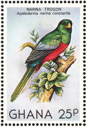 Colnect-1459-749-Sharp--s-Narina-Trogon-nbsp-Apaloderma-narina-constantia.jpg