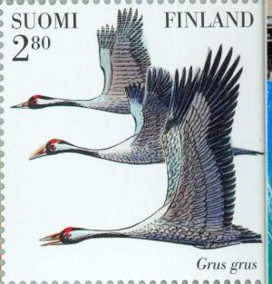 Colnect-160-420-Common-Crane-Grus-grus.jpg