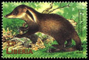 Colnect-1641-816-Liberian-Mongoose-Liberiictis-kuhni.jpg