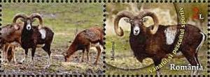 Colnect-1935-713-Mouflon-Ovis-ammon-musimon.jpg