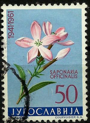 Colnect-2200-367-Saponaria-Officinalis.jpg