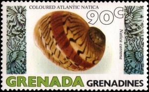 Colnect-2236-527-Colorful-Moonsnail-Naticarius-canrena.jpg