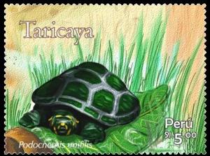 Colnect-4083-129-Yellow-spotted-Amazon-River-Turtle-Podocnemis-unifilis.jpg