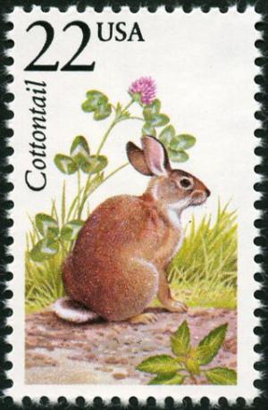 Colnect-4848-555-Eastern-Cottontail-Sylvilagus-floridanus.jpg