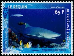 Colnect-5146-726-Sicklefin-Lemon-Shark-Negaprion-acutidens.jpg