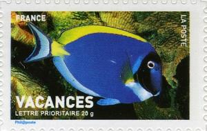 Colnect-553-666-Powderblue-Surgeonfish-Acanthurus-leucosternon.jpg