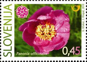 Colnect-718-045-Slovene-Peony---Paeonia-officinalis.jpg