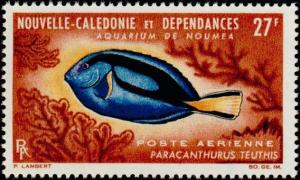 Colnect-860-522-Palette-Surgeonfish-Paracanthurus-teuthis.jpg