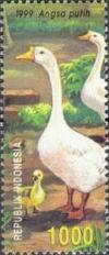 Colnect-1143-815-Domestic-Goose-Anser-anser-domestica.jpg