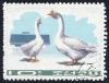 Colnect-1493-379-Domestic-Goose-Anser-anser-domestica.jpg