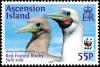 Colnect-3190-152-Red-footed-booby-Sula-sula.jpg