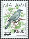 Colnect-6028-287-Grey-Cuckooshrike-Coracina-caesia.jpg