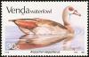 Colnect-751-644-Egyptian-Goose-Alopochen-aegyptiaca.jpg