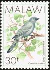 Colnect-864-295-Grey-Cuckooshrike-Coracina-caesia.jpg