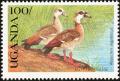 Colnect-1715-770-Egyptian-Goose-Alopochen-aegyptiacus.jpg