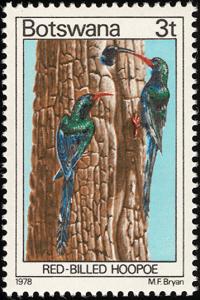 Colnect-597-721-Green-Wood-Hoopoe-Phoeniculus-purpureus.jpg