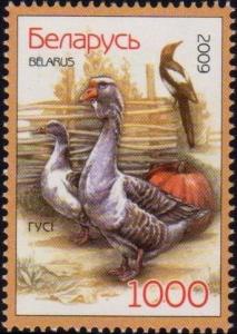 Colnect-2519-333-Domestic-Goose-Anser-anser-domestica.jpg