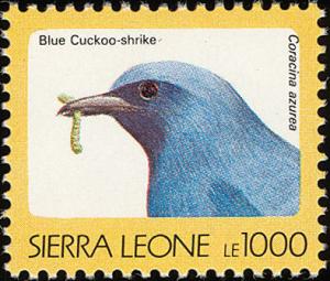 Colnect-1618-004-Blue-Cuckoo-shrike-Coracina-azurea.jpg