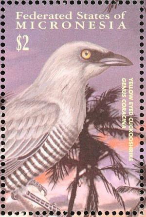 Colnect-1620-580-Barred-Cuckoo-shrike-Coracina-lineata.jpg