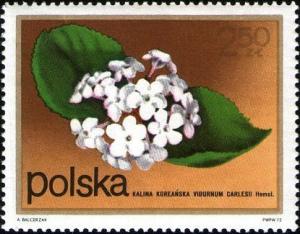 Colnect-3794-837-Arrowwood-Viburnum-carlesii.jpg