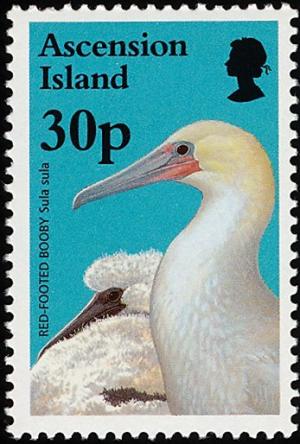 Colnect-4414-473-Red-footed-Booby-Sula-sula.jpg