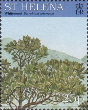 Colnect-4456-445-Whitewood-Petrobium-arboreum.jpg