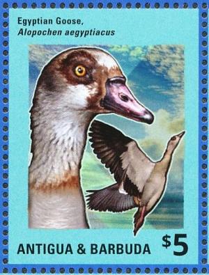 Colnect-5174-588-Egyptian-Goose-Alopochen-aegyptiacus.jpg