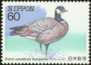 Colnect-608-847-Aleutian-Crackling-Goose-Branta-canadensis-leucopareia-.jpg