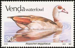 Colnect-751-644-Egyptian-Goose-Alopochen-aegyptiaca.jpg