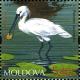 Colnect-2613-587-Eurasian-Spoonbill-Platalea-leucorodia.jpg