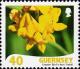 Colnect-4067-104-Greater-Bird-s-Foot-Trefoil---Lotus-pedunculatus.jpg