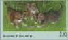 Colnect-160-323-Kittens-of-the-European-Domestic-Cat-play-with-Frog.jpg