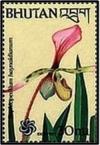 Colnect-2892-763-Paphiopedilum-haynaldianum.jpg