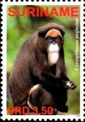 Colnect-3981-664-Cercopithecus-neglectus.jpg