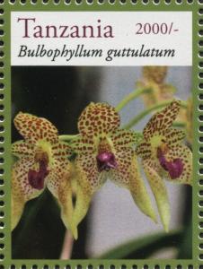 Colnect-3055-682-Bulbophyllum-guttulatum.jpg