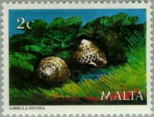 Colnect-130-714-Maltese-Top-Shell-Gibbula-nivosa.jpg