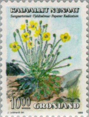 Colnect-158-442-Arctic-Poppy-Papaver-radicatum.jpg