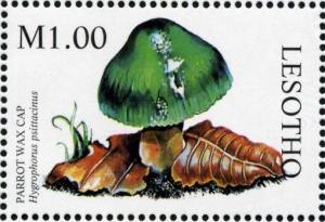 Colnect-1736-199-Hygrophorus-psittacinus.jpg