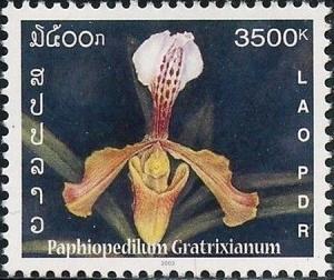 Colnect-2622-357-Paphiopedilum-gratrixianum.jpg