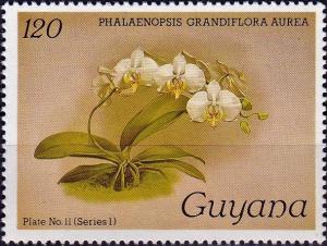 Colnect-4135-451-Phalaenopsis-grandiflora-aurea.jpg