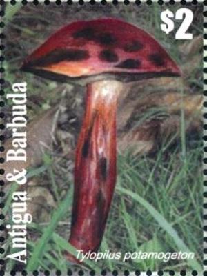 Colnect-5219-231-Tylopilus-potamogeton.jpg