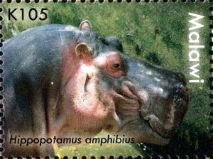 Colnect-6026-363-Hippopotamus-amphhibius.jpg