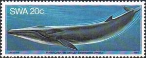 Fin-Whale-Balaenoptera-physalus.jpg