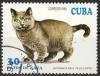 Colnect-1118-267-British-Blue-Shorthair-Felis-silvestris-catus.jpg