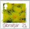 Colnect-120-720-Golden-Star-Coral-Balanophyllia-italica-.jpg