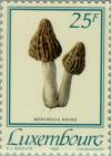 Colnect-134-801-Morchella-favosa.jpg