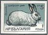 Colnect-1795-904-French-Silver-Rabbit-Oryctolagus-cuniculus-forma-domestica.jpg