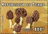 Colnect-3001-697-Morchella-vulgaris.jpg