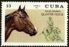 Colnect-4828-601-Quarter-Horse-Equus-ferus-caballus.jpg